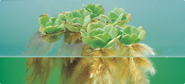 water lettuce stratiotes declared pest dafwa pistia